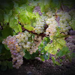 Manz - Dona Fátima Jampal 2020