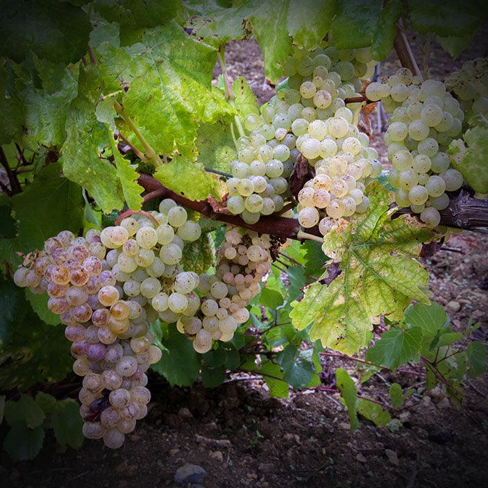 Manz - Dona Fátima Jampal 2020